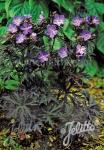 GERANIUM pratense  'Dark Reiter' Seeds