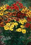 HELENIUM autumnale  'Rotgold-Hybr.' Portion(s)