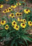 HELENIUM bigelovii  'Tip Top'