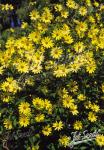 HELIANTHUS Microcephalus-Hybr.  'Lemon Queen Strain' Portion(s)
