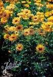 HELIOPSIS helianthoides var. scabra  'Sommersonne' Portion(s)