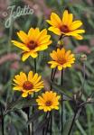 HELIOPSIS helianthoides var. scabra  'Summer Nights'