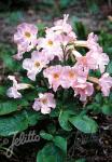 INCARVILLEA delavayi  'Bees Pink' Portion(en)