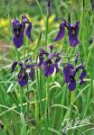 IRIS bulleyana   Portion(s)
