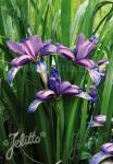 IRIS graminea   Portion(s)