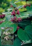 LAMIUM orvala   Portion(en)