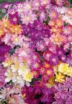 LEWISIA Cotyledon-Hybr.  'Regenbogen' Portion(s)