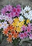 LEWISIA Longipetala-Hybr. Little-Serie 'Little Tutti Frutti' Portion(en)