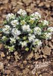 LYCHNIS alpina  'Snow Flurry'