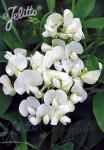 LATHYRUS latifolius  'White Pearl' Seeds