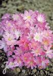 LEWISIA Cotyledon-Hybr. Sunset-Series 'Sunset Rosy-Pink' Seeds