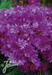 LEWISIA Cotyledon-Hybr. Sunset-Series 'Sunset Purple-Violet' Seeds