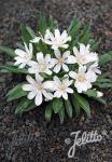 LEWISIA Longipetala-Hybr. Little-Series 'Little Snowberry' Seeds