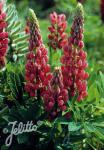 LUPINUS Perennis-Hybr. Russell Band of Nobles Series 'Mein Schloß' Portion(s)