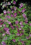 MALVA sylvestris   Portion(en)