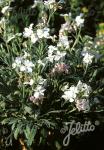 MATTHIOLA incana  'Pillow Talk'