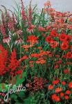 Perennial Mix red colors, medium, 30-80 cm Portion(s)