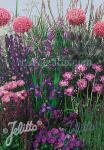 Perennial Mix blue colors, high, 80-140 cm Portion(s)