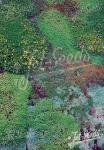 SEDUM Mix for Green Walls & Roofs Portion(s)