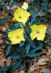 OENOTHERA macrocarpa ssp. incana  Silver Blade®