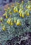 ONOSMA polyphyllum   Portion(s)