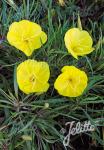 OENOTHERA macrocarpa ssp. fremontii  'Silver Wings' Seeds