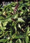 OCIMUM basilicum  'Typ Cinnamon' Portion(en)