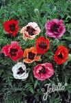 PAPAVER Orientale-Hybr.  'Pizzicato' Portion(en)