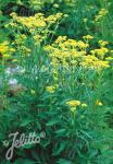 PATRINIA scabiosifolia   Portion(s)