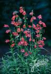 PENSTEMON x mexicale  'Sunburst Ruby'