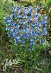 PENSTEMON watsonii   Portion(s)