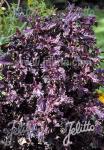 PERILLA frutescens var. crispa  'Rotes Shiso' Portion(en)