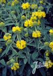 PHLOMIS fruticosa   Portion(en)