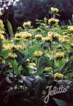 PHLOMIS russeliana   Portion(en)