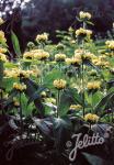 PHLOMIS russeliana   Portion(en)