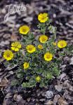 POTENTILLA hyparctica   Portion(en)