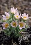 PULSATILLA vulgaris  'Perlen Glocke' Portion(en)