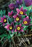 PULSATILLA vulgaris   Portion(s)