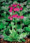 PRIMULA poissonii   Korn