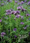 PHACELIA tanacetifolia   Portion(en)