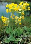 PRIMULA veris   Portion(s)