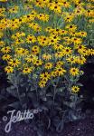 RUDBECKIA fulgida var. deamii   Portion(en)