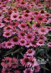 ECHINACEA purpurea  'Magnus Superior'