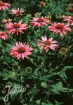 ECHINACEA purpurea  'Rubinstern'