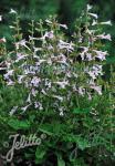 SALVIA scabra  'Good Hope'