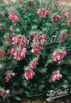 SCUTELLARIA pontica   Portion(s)
