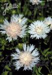 STOKESIA laevis f. alba  'Träumerei' Portion(en)