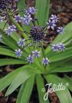 SCILLA hyacinthoides   Portion(s)