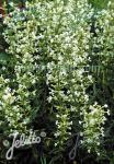 SILENE scouleri var. pauciflora   Portion(s)