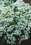 SAPONARIA ocymoides  'Snow Tip' Seeds